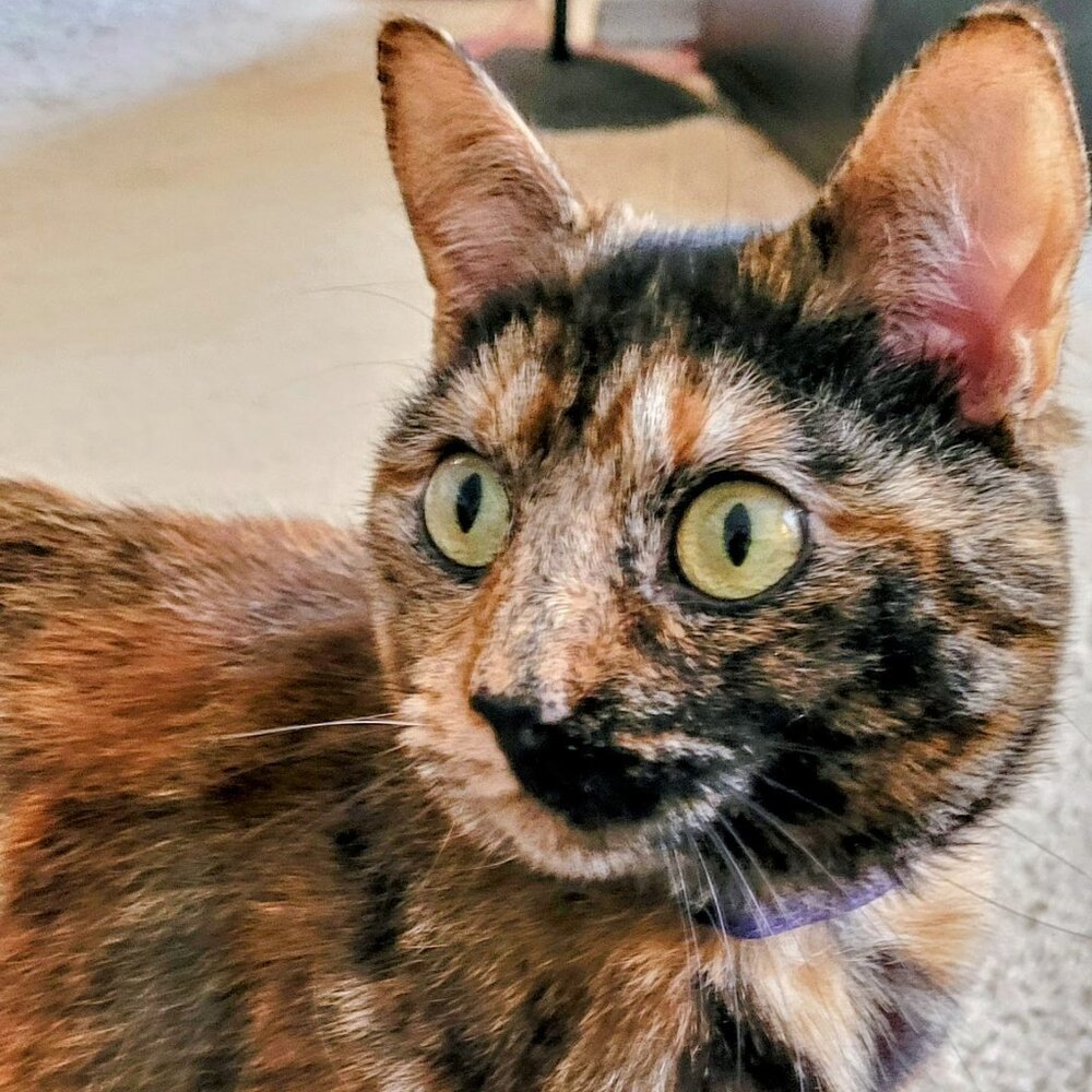 Meet your Posher, Jessy